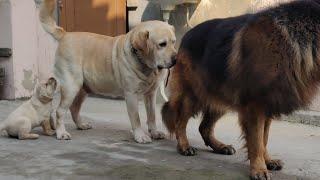 German Shepherd Longcoat & Labrador puppy & Father /9896504757, 9053119990 Doggyz World