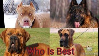 The top 10 Dangerous dog information