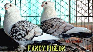 Top Most Beautiful Amazing Fancy Pigeon In The World || Fancy Shartin Pigeon Breeding In Cage ||