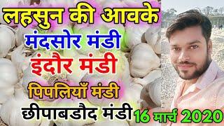 India Top Garlic Wholesale Market Arrival Today | New Garlic Arrival In Top Big Indian Garlic Market