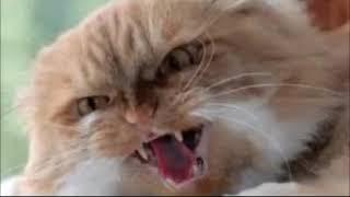 TOP 10 Angry Cat Sound effect MEOW