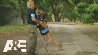 Police Dog Handlers Share Emotional K9 Stories | America's Top Dog (Season 1) | A&E