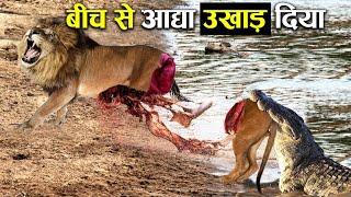 इससे ज्यादा घातक शिकारी कोई नहीं 10 most angry animals ! Lion ! Eal ! Crocodile ! Animal mess