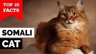 Somali Cat - Top 10 Facts