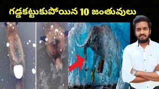 Top 10 Animals Frozen In Time