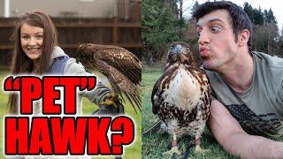 Plans for my "Pet" Hawk