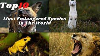 The Top 10 Most Endangered Species In The World | 10 Top Information