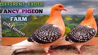Top World Unique Amazing Fancy Pigeon Farm | Fancy Pigeons Breeds | Different Type Of Fancy Pigeons