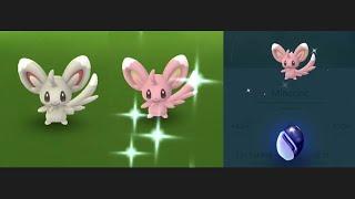 Limited research Minccino force me to take as many shiny I can take!