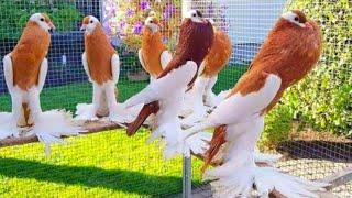 Top Most Beautiful Exotic Pouter Pigeons In The World | Biggest Pouter Pigeon Farm