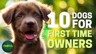 Top 10 Dogs for First Time Owners