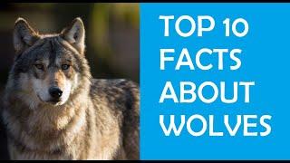 Top 10 facts about wolves