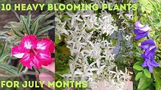 10 Heavy blooming flower plants for the month of July