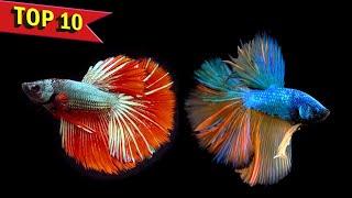 Top 10 Facts and Care Guide of Betta Fish