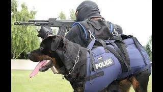 Top 10 Military & Police Dog Breeds