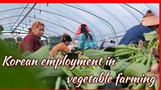 Korean employment in vegetable farming