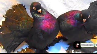 Top 10 Most Beautiful World Unique Amazing fancy Pigeons | Exotic Fancy pigeon | Fancy Pet