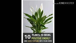 Top 10 plants that give you positive energy at home