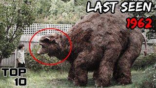 Top 10 Animals That People Forced Into Extinction