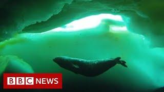 Antarctic sea creatures 'stressed to the max' - BBC News