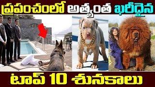 World Top 10 Most Expensive Dogs | Most Costliest Dogs In The World | Omfut