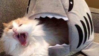 LAUGH SO HARD YOU'LL CRY - Funniest CAT VIDEOS compilation