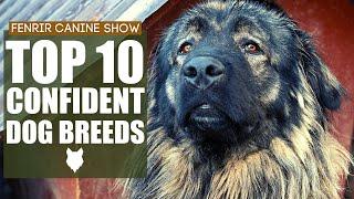 The Worlds MOST CONFIDENT Dog Breeds. Top 10