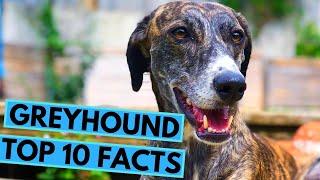 Greyhound Dog Breed - TOP 10 Interesting Facts