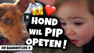 PIP AANGEVALLEN DOOR EEN BLOEDDORSTIGE HOND!! 