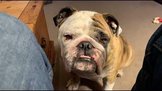 Reuben the Bulldog: 10 Reasons to Have an English Bulldog