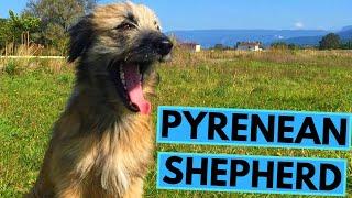 Pyrenean Shepherd - TOP 10 Interesting Facts