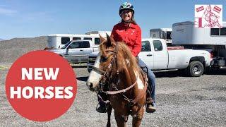 BEST WAYS TO GAIN A STRONG RELATIONSHIP WITH A NEW HORSE