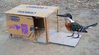 KingFisher Bird Trap Using CardBoard Box With a Door