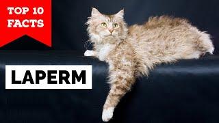 LaPerm Cat - Top 10 Facts