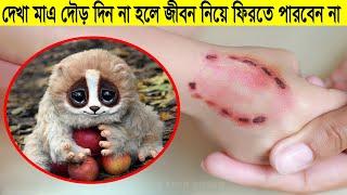 যদি কখনো এই প্রাণী দেখতে পান তাহলে দৌড়ে পালান এবং সাহায্যের জন্য চিৎকার করুন !! Top 10 Cute Animals