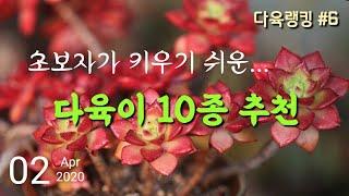 [다육랭킹#6] 초보자가 키우기 쉬운 다육이 10종, TOP 10 순위, Succulent Plant