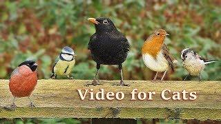 Videos for Cats to Watch : Birds in My New Garden - 8 HOURS