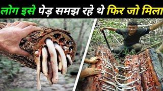 दूर से देखने पर पेड़ लग रहा था लेकिन जब काटा तो जो मिला हैरान कर देगा Its not tree its food ,strange