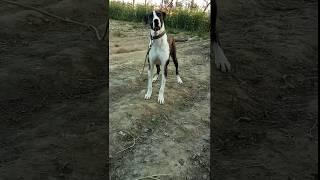 Top 10 Bully kutta 14 month 33 inch