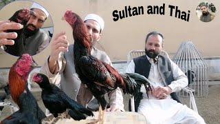 Top Quality Aseel sultan and Thai by Sadam zafar