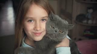 Top 10 most loyal cats | Watch till End| #cats #animals