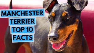 Manchester Terrier - TOP 10 Interesting Facts