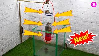 Easy Mouse Trap | Simple Mouse Traps With Balloons And Water Bottles | Top 10 Mouse Trap | Trap 2020