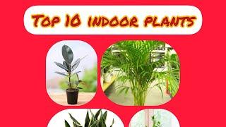 Top 10 indoor plants