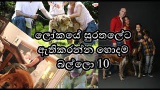 Top 10 Best Famous Family Dogs In The World Sinhala | ලෝකයේ සුරතලේට ඇතිකරන්න හොදම බල්ලො 10