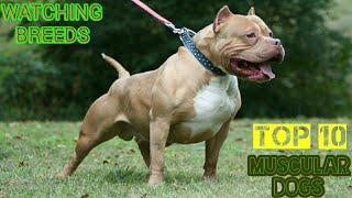 Top 10 muscular and powerful dog breeds