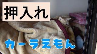 【押入れ猫】我が家のドラえもん、カーラえもん!　Doraemon of my home, Carlaemon !