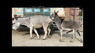 Amazing TOP 10| Street donkey super meeting