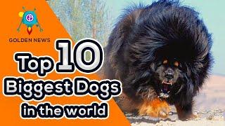 Top 10 Biggest Dog in the world - Golden Animations