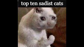 TOP 10 sadist cats:(